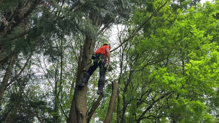 How Our Tree Care Process Works  in St Paul Park, MN